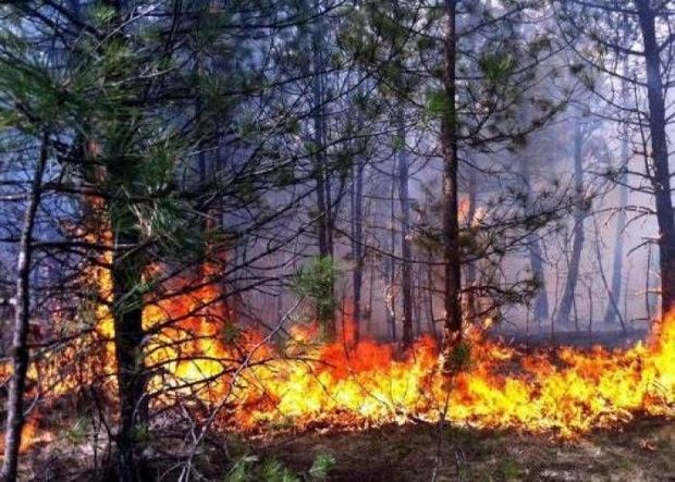 Nazirlik rəsmisi son günlər ölkədə baş verən yanğınlardan