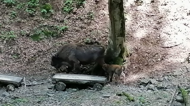 Şahdağ Milli Parkında daha bir zubr balası dünyaya gəldi